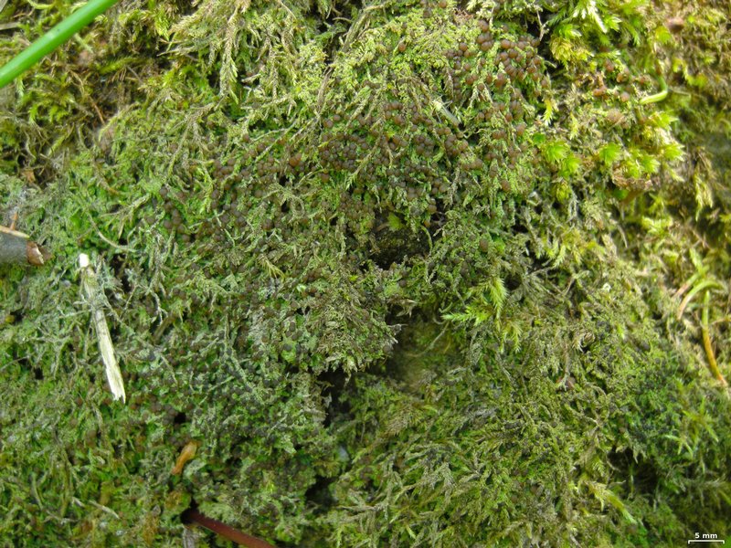 Mycobilimbia tetramera