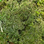 Mycobilimbia tetramera