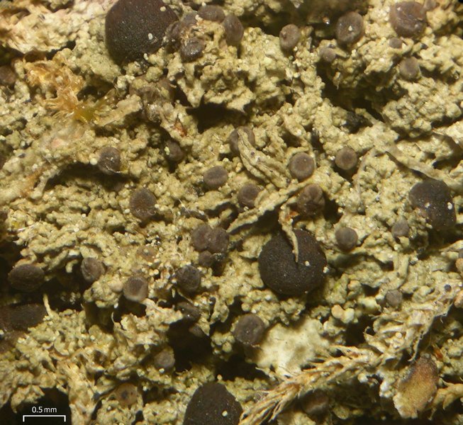 Mycobilimbia tetramera