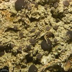 Mycobilimbia tetramera