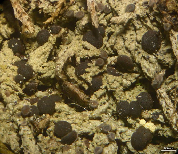 Mycobilimbia tetramera