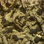 Mycobilimbia tetramera