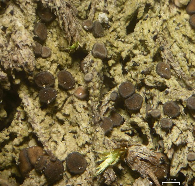 Mycobilimbia tetramera