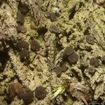 Mycobilimbia tetramera
