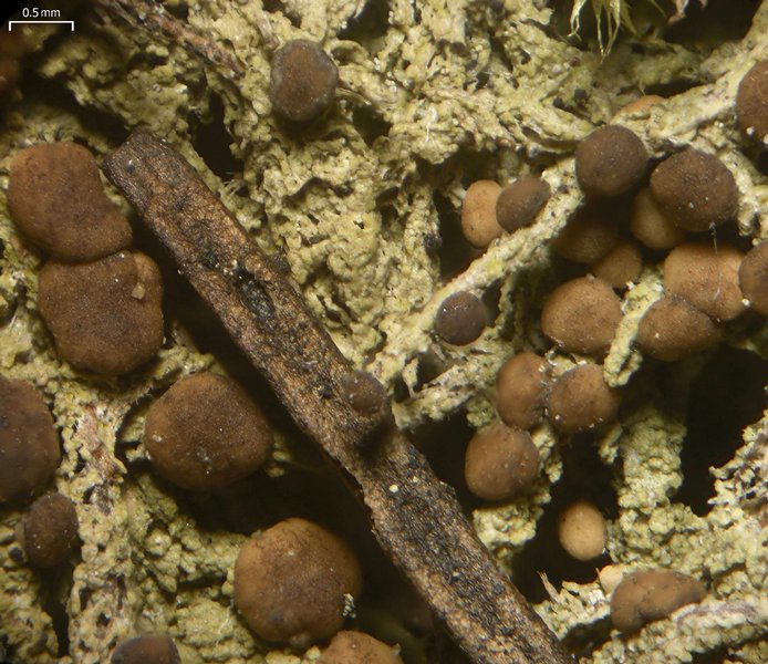 Mycobilimbia tetramera
