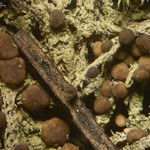 Mycobilimbia tetramera