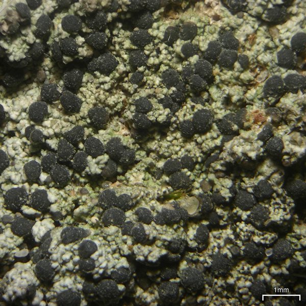Mycobilimbia tetramera