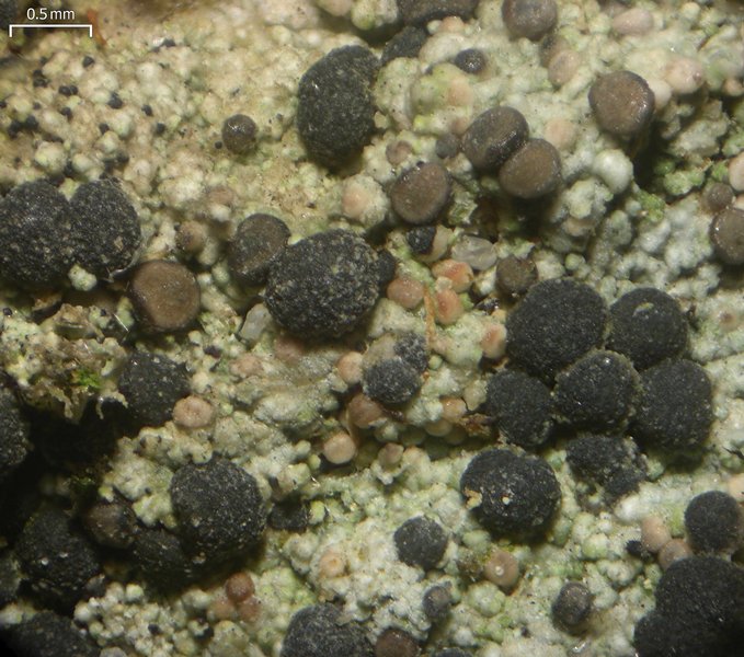 Mycobilimbia tetramera