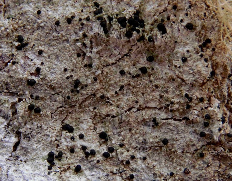 Mycoblastus affinis