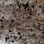 Mycoblastus affinis