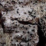 Mycoblastus affinis