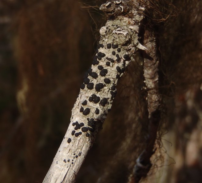 Mycoblastus affinis