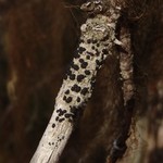 Mycoblastus affinis