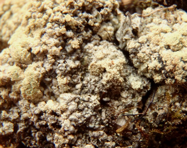 Mycoblastus alpinus