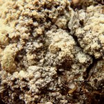 Mycoblastus alpinus