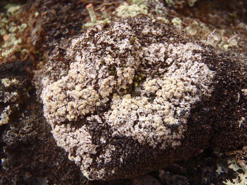 Mycoblastus alpinus
