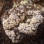 Mycoblastus alpinus