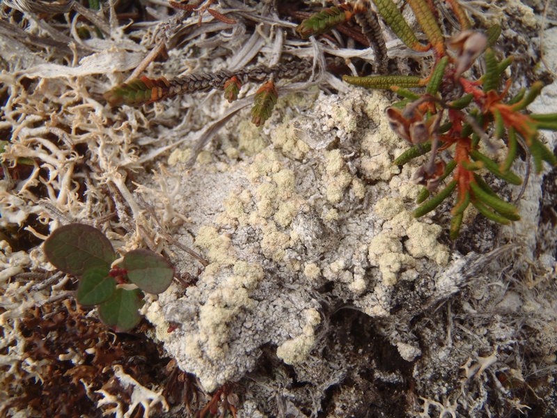 Mycoblastus alpinus