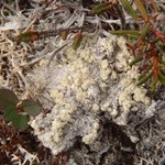 Mycoblastus alpinus