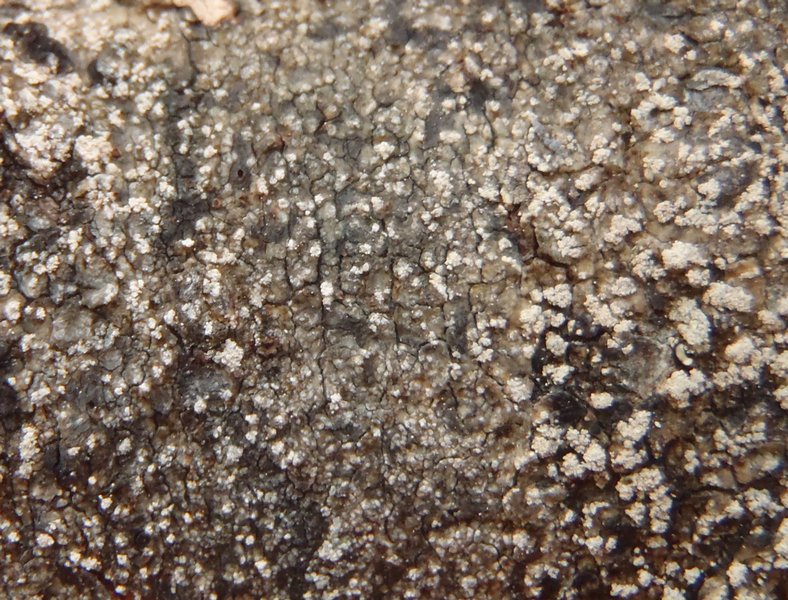 Mycoblastus caesius