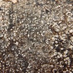 Mycoblastus caesius