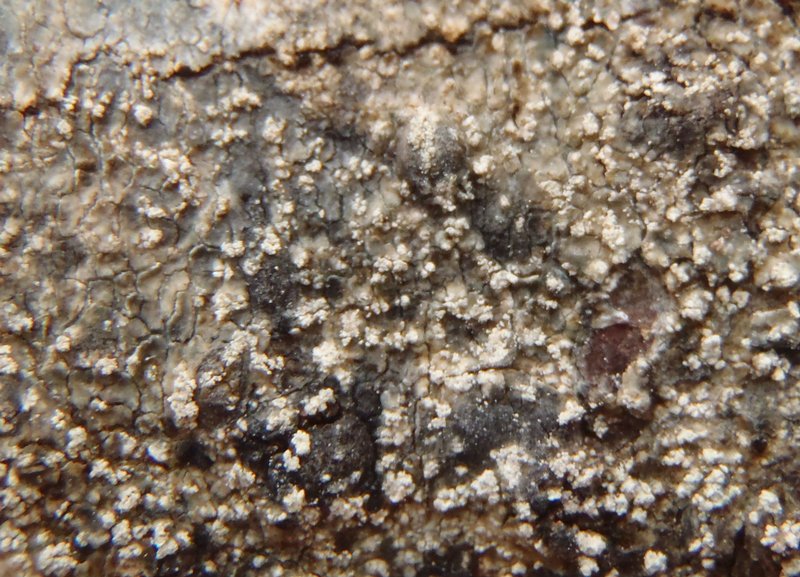 Mycoblastus caesius