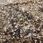 Mycoblastus caesius