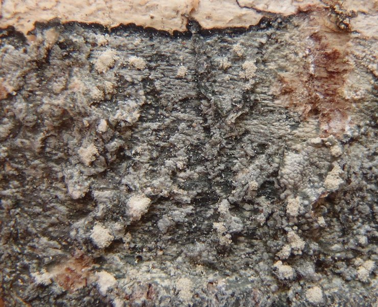 Mycoblastus caesius