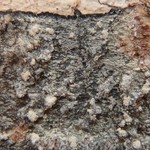 Mycoblastus caesius