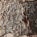 Mycoblastus caesius