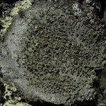 Mycoblastus sanguinarioides