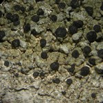 Mycoblastus sanguinarioides