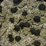 Mycoblastus sanguinarioides