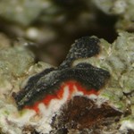 Mycoblastus sanguinarioides