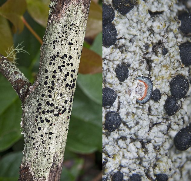Mycoblastus sanguinarius