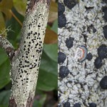 Mycoblastus sanguinarius