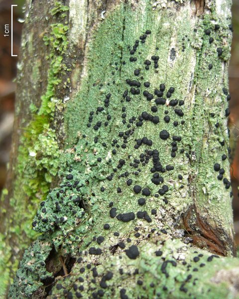Mycoblastus sanguinarius