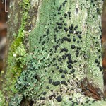 Mycoblastus sanguinarius