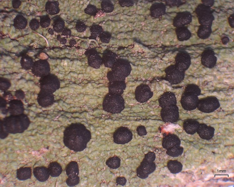 Mycoblastus sanguinarius