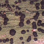 Mycoblastus sanguinarius