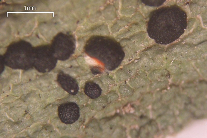 Mycoblastus sanguinarius