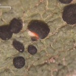 Mycoblastus sanguinarius