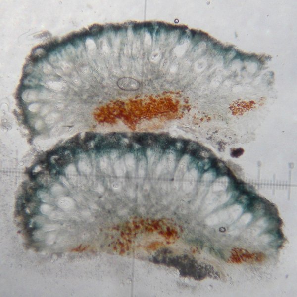 Mycoblastus sanguinarius