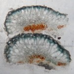 Mycoblastus sanguinarius