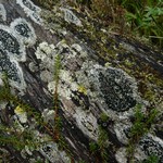 Mycoblastus sanguinarius