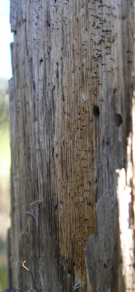 Mycocalicium subtile