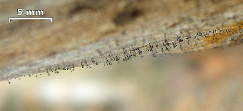 Mycocalicium subtile