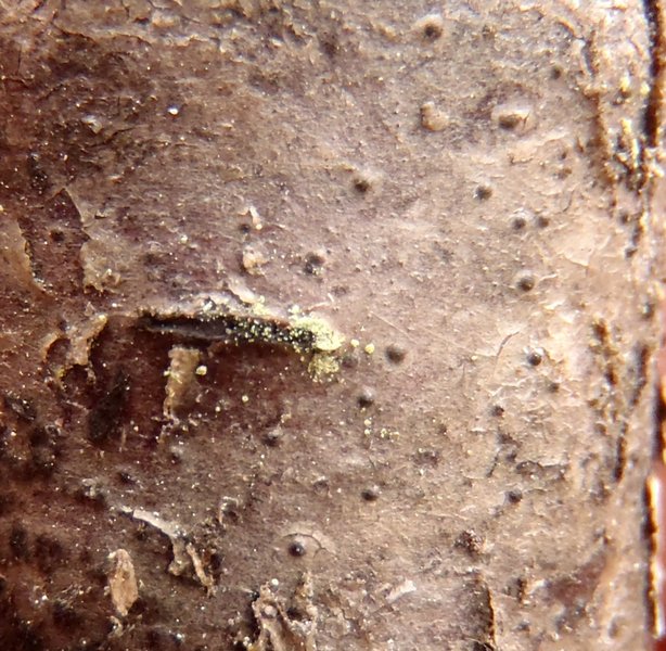 Mycoglaena myricae