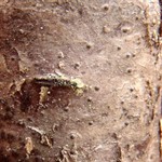 Mycoglaena myricae