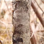 Mycoglaena myricae